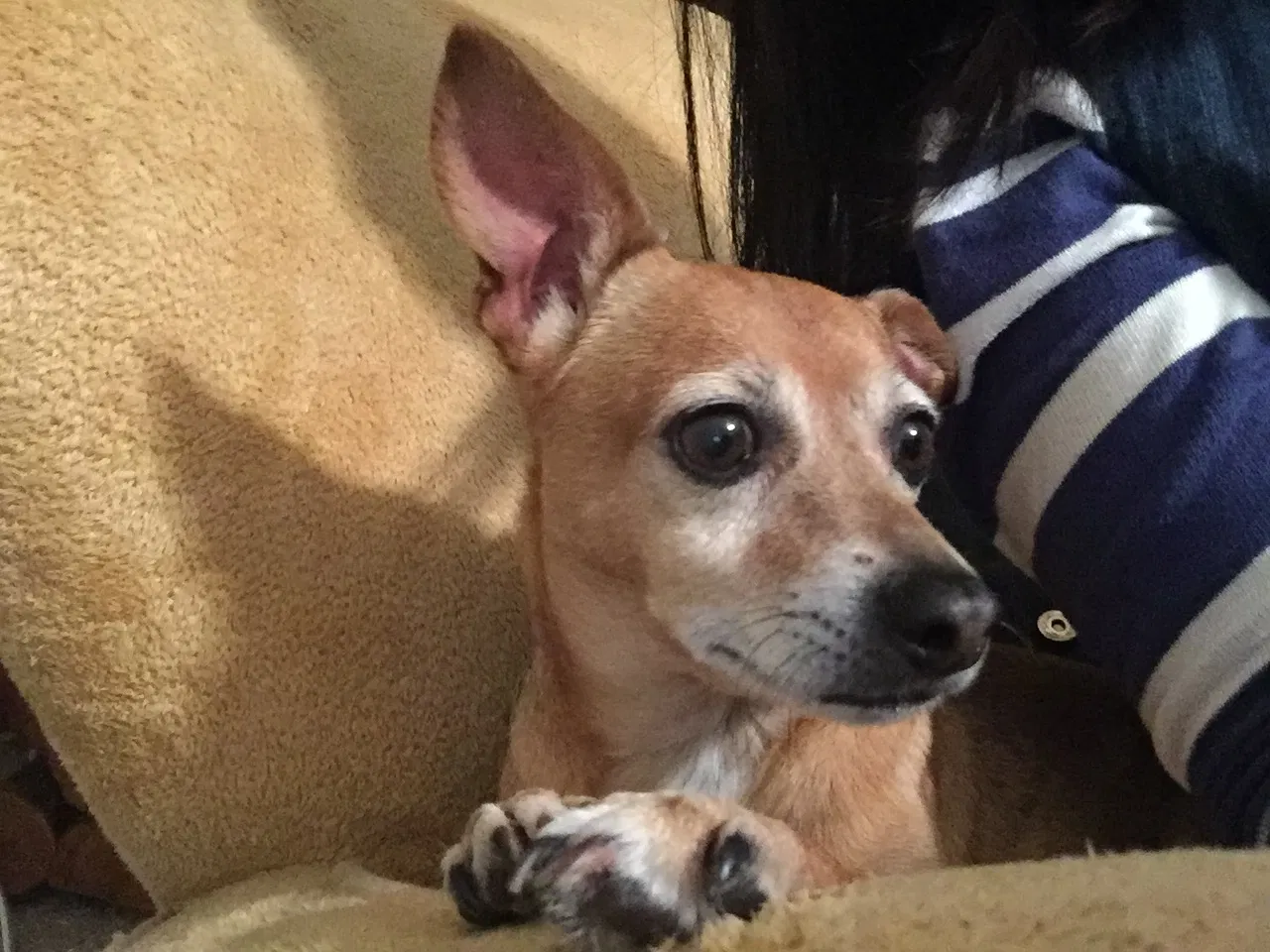 Lost dog in Schertz, TX, 78154
