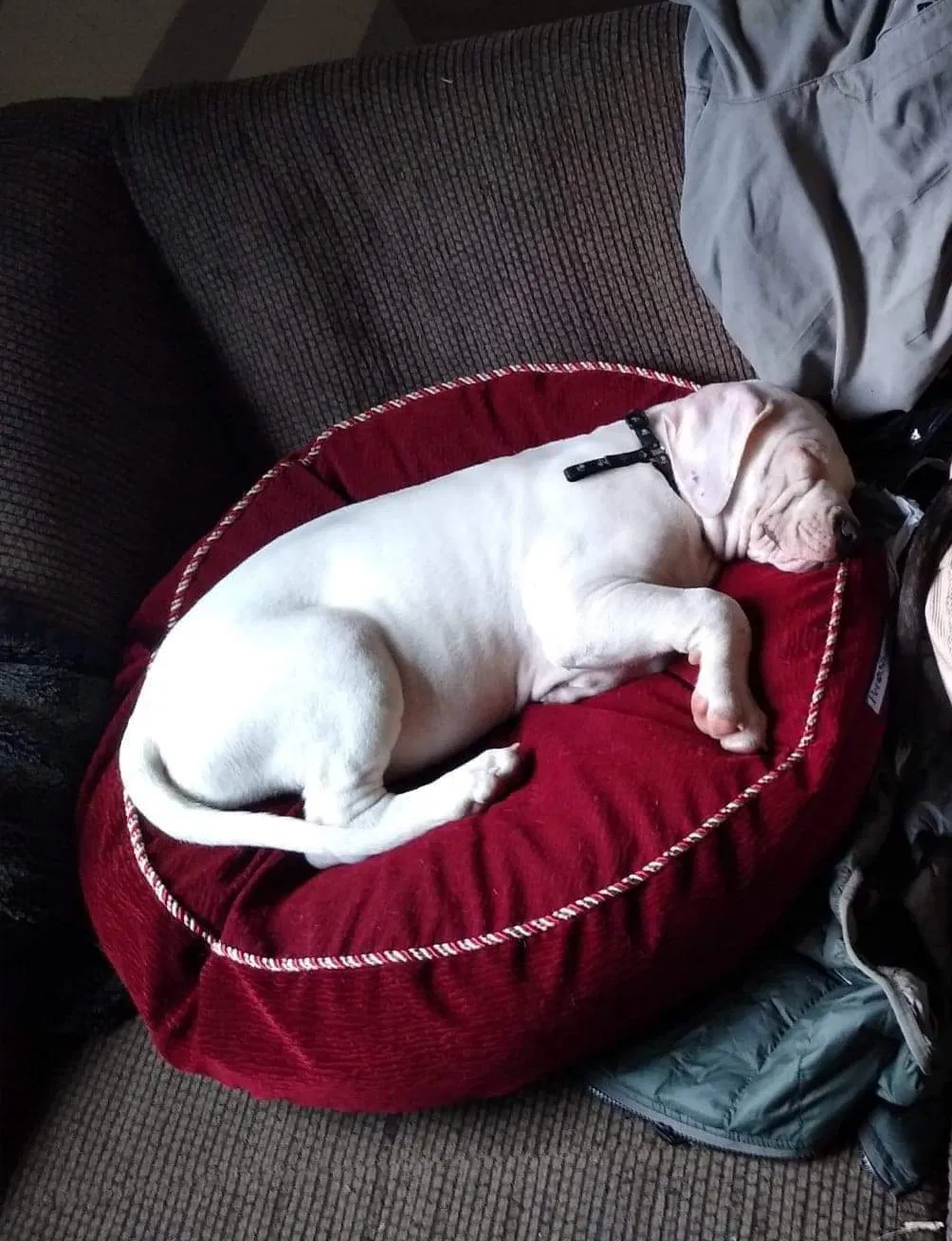Lost dog in Milwaukee, WI, 53204
