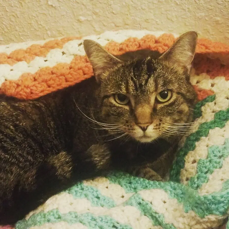 Lost cat in Arvada, CO, 80002