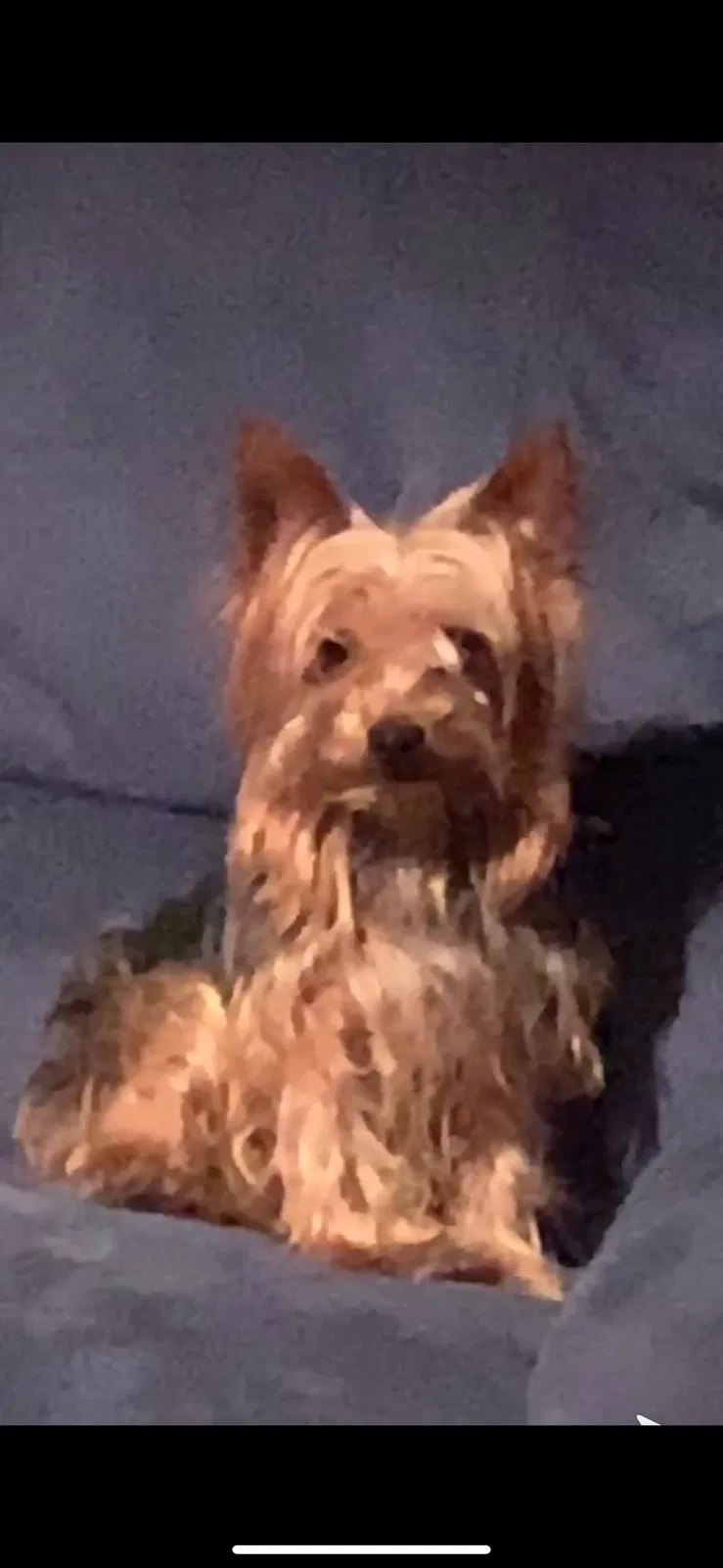 Lost dog in New Britain, CT, 6053