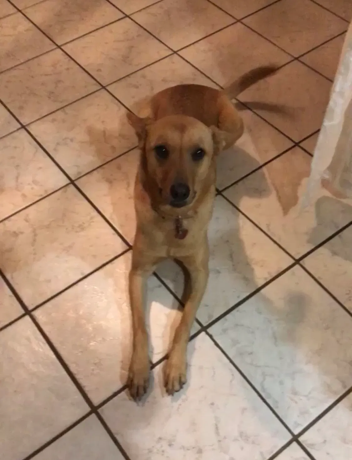Lost dog in Atlanta, GA, 30312