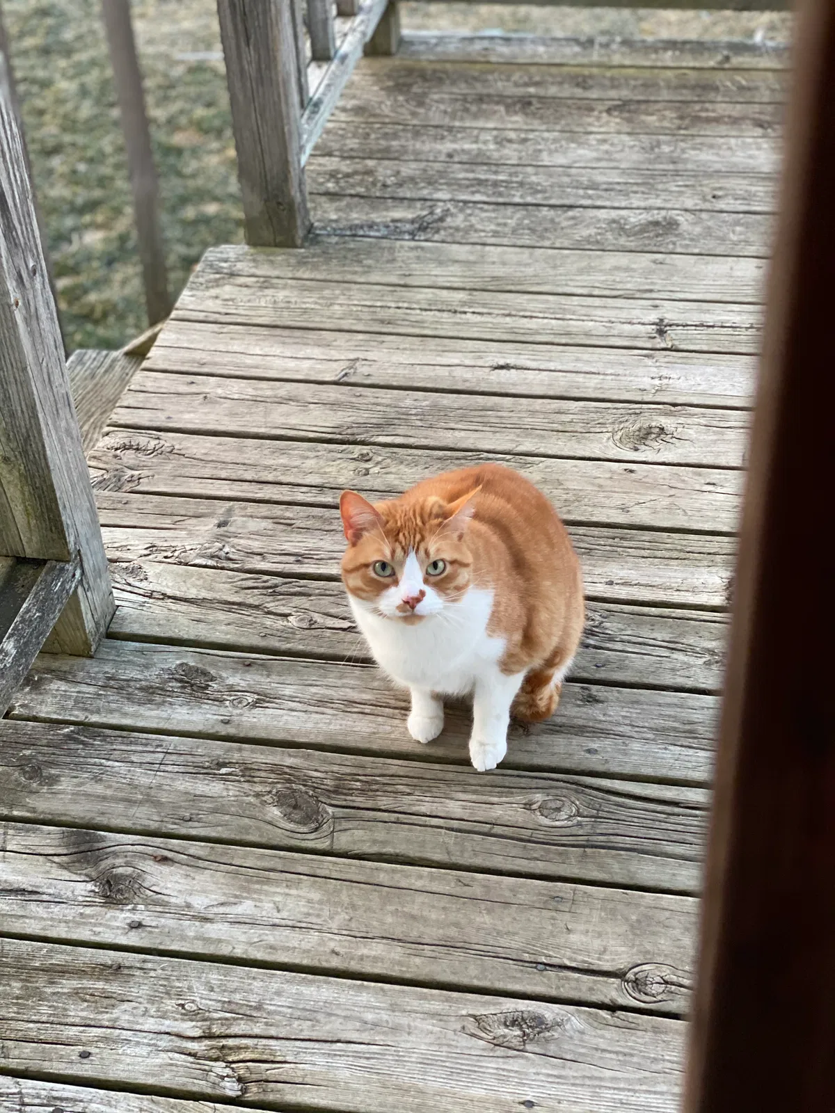 Lost cat in Grand Rapids, MI, 49508