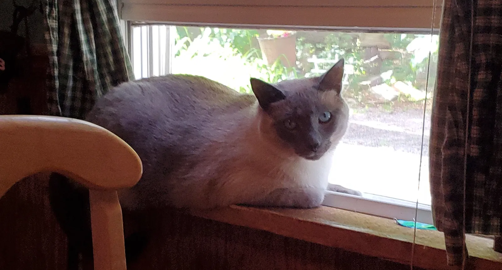 Lost cat in Cazenovia, NY, 13035