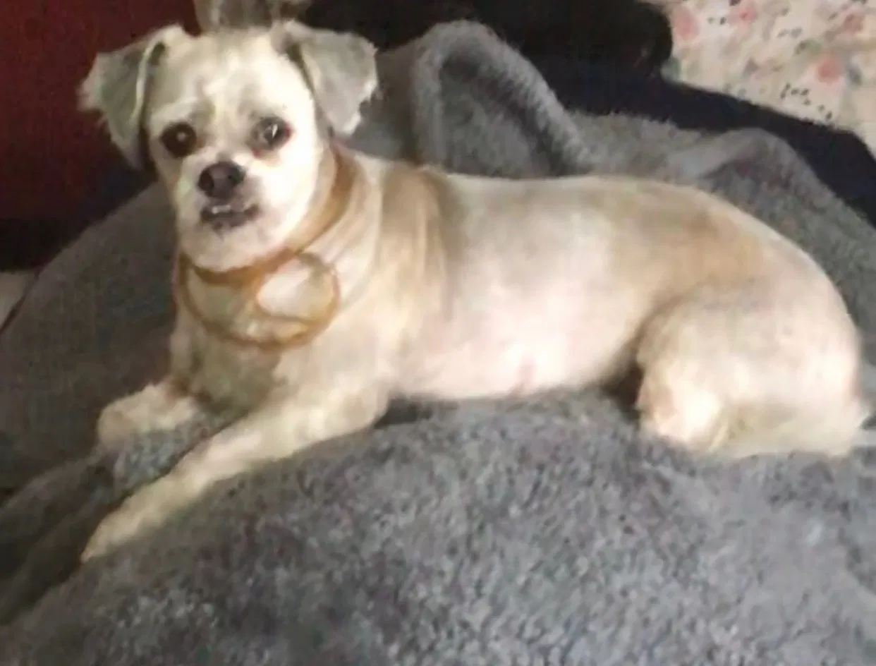 Lost dog in Santa Maria, CA, 93458