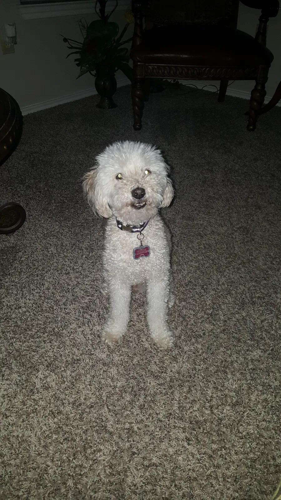 Lost dog in Georgetown, TX, 78626