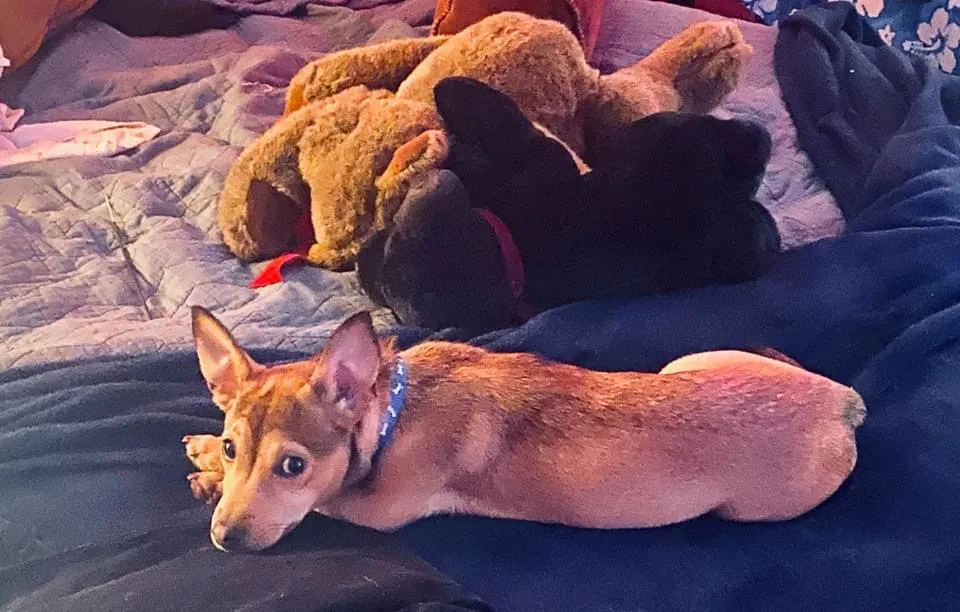 Lost dog in Pensacola, FL, 32526