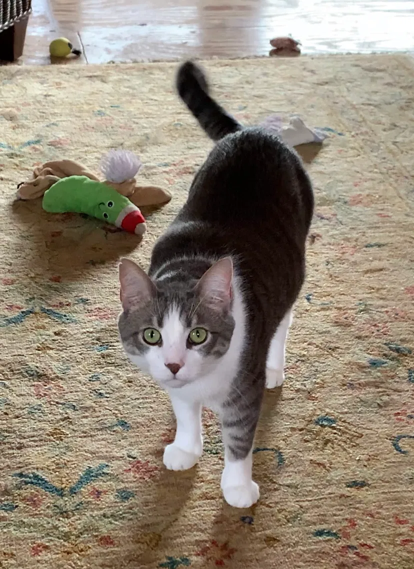 Lost cat in Ocean City, MD, 21842