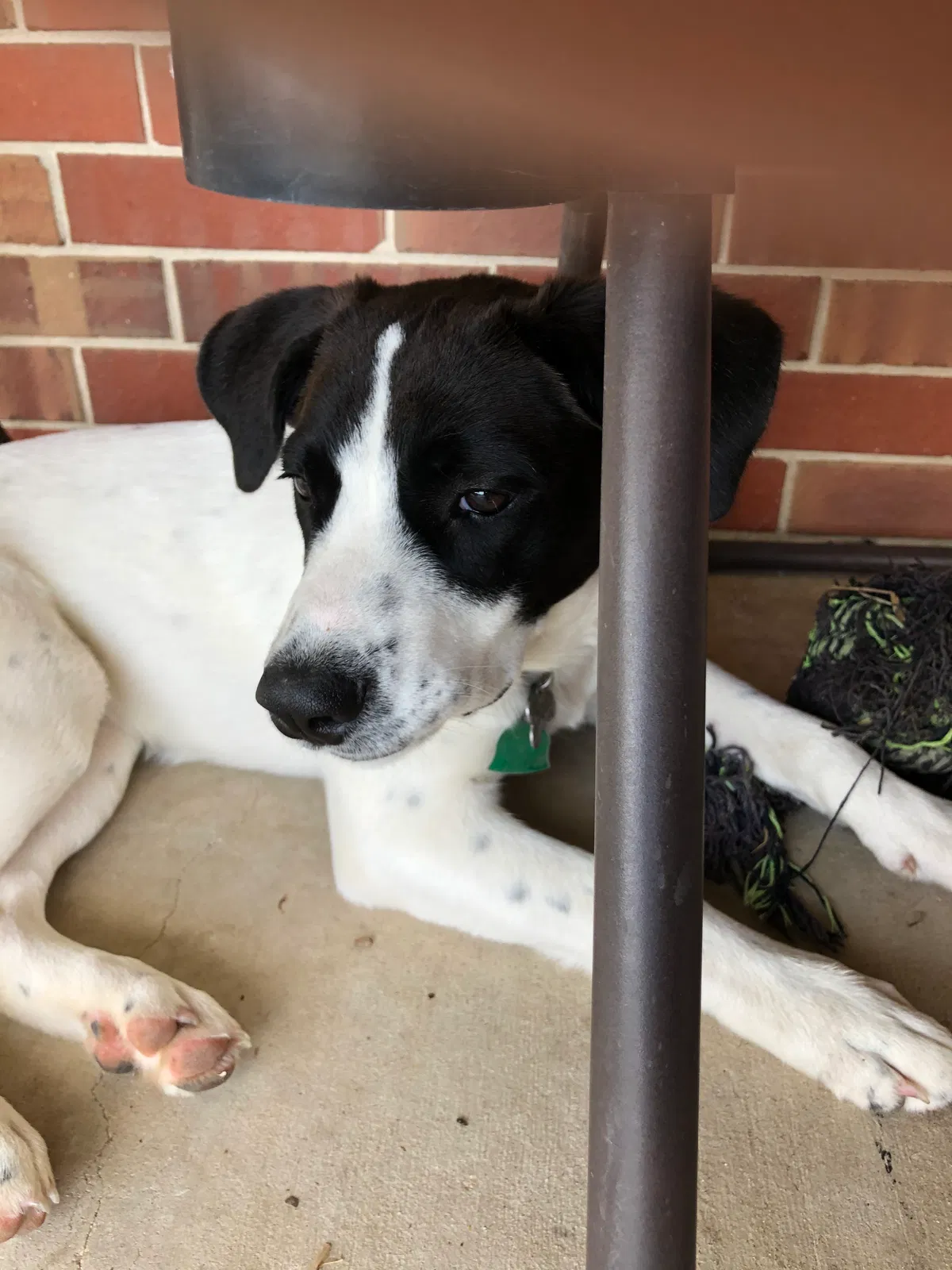 Lost dog in La Vernia, TX, 78121