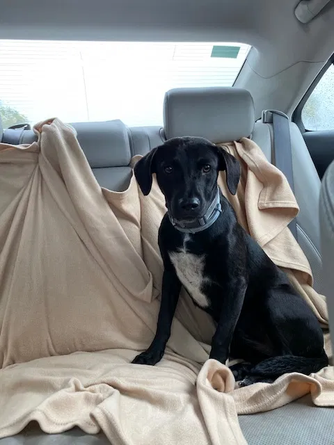Lost dog in Fairview, NC, 28730