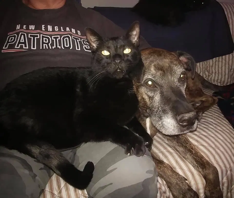 Lost cat in Bennington, NH, 3442