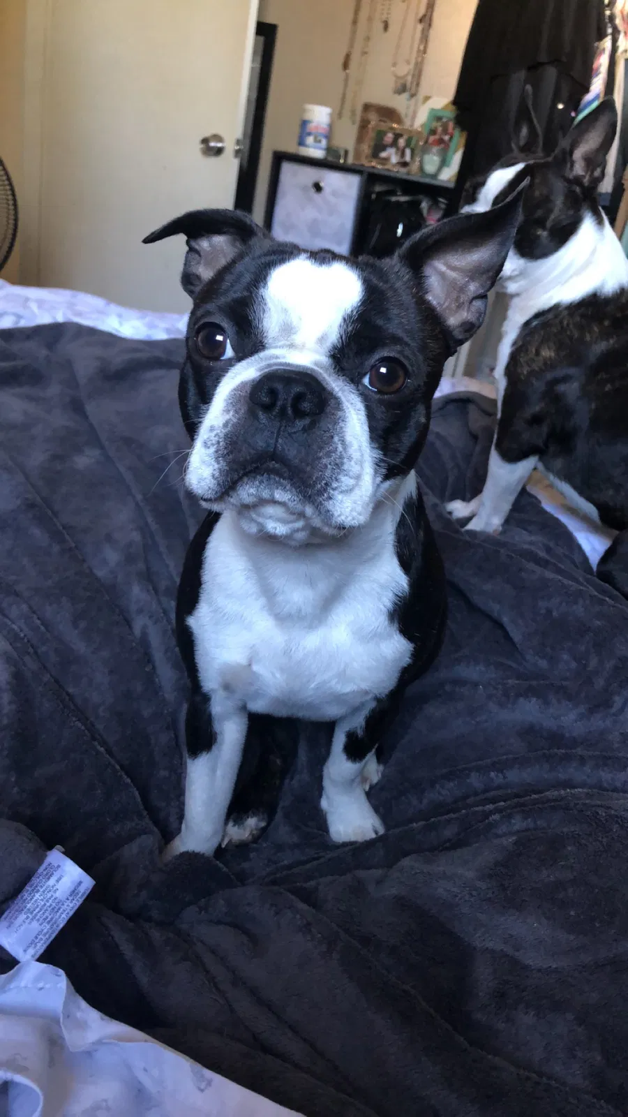 Lost dog in Little Rock, AR, 72205