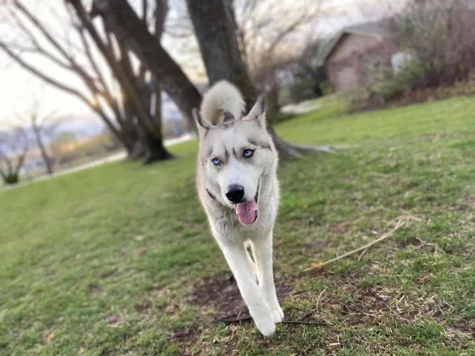 Lost dog in Wichita, KS, 67209
