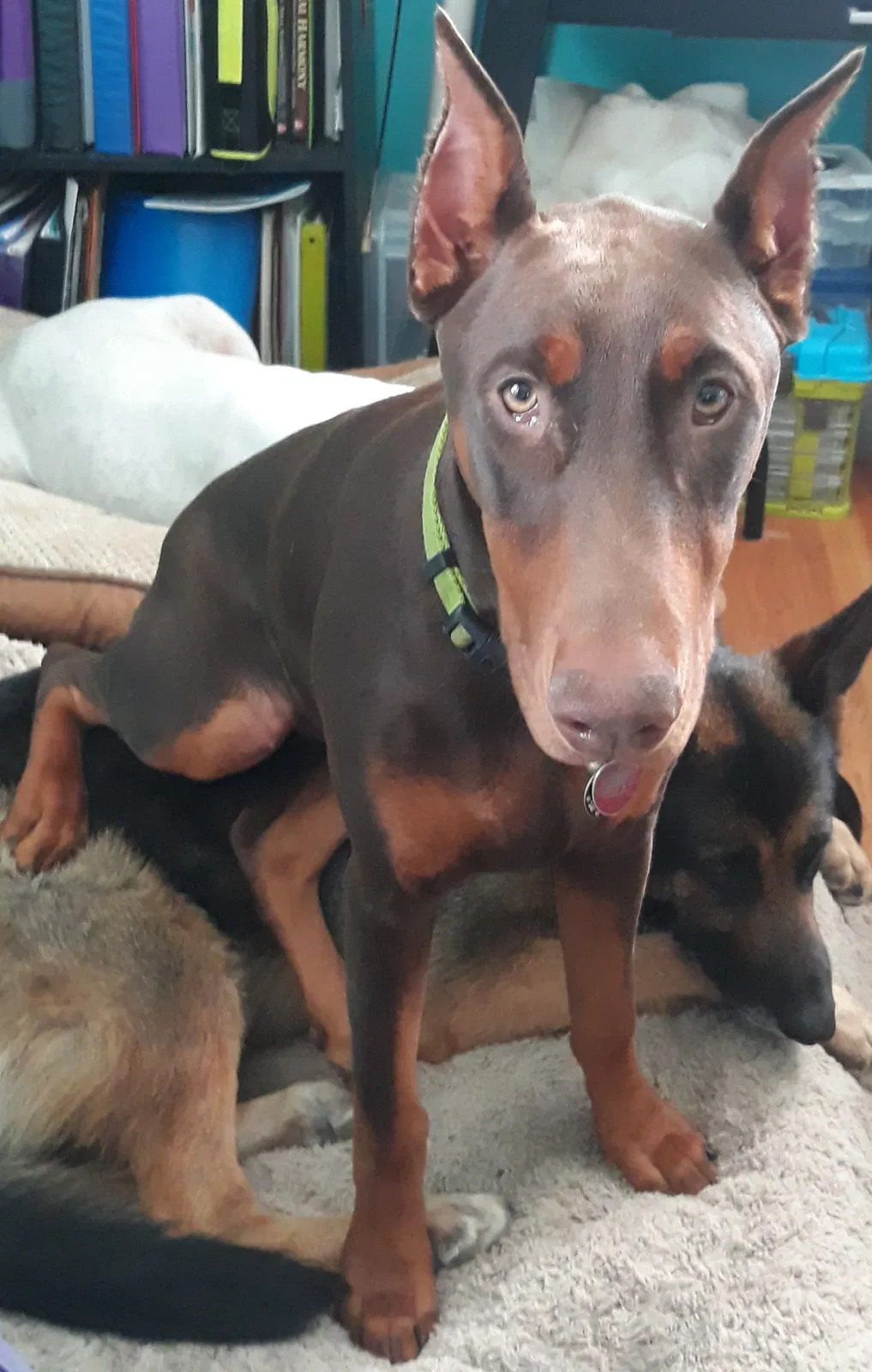 Lost dog in Taylors, SC, 29687