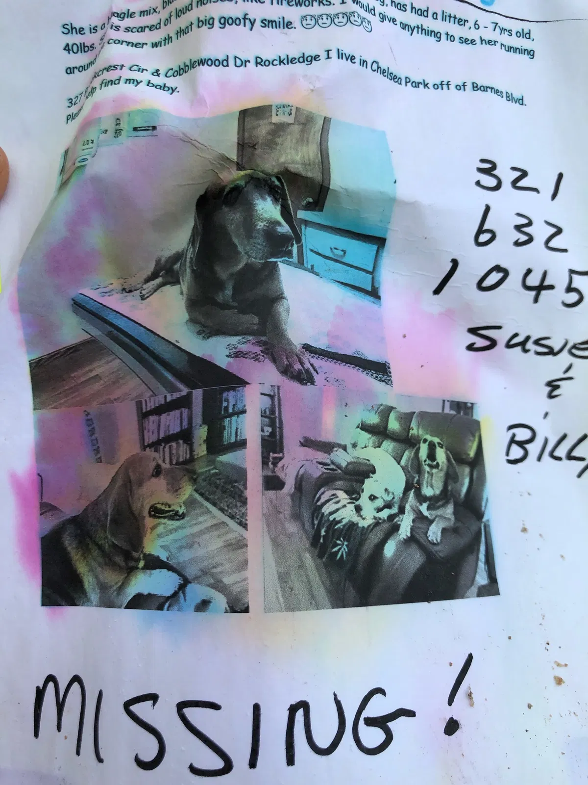 Lost dog in Rockledge, FL, 32955