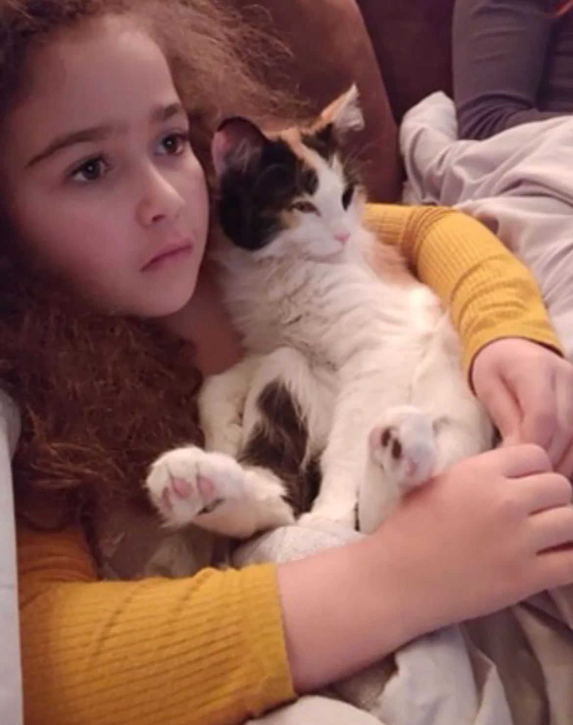 Lost cat in Bay Village, OH, 44140