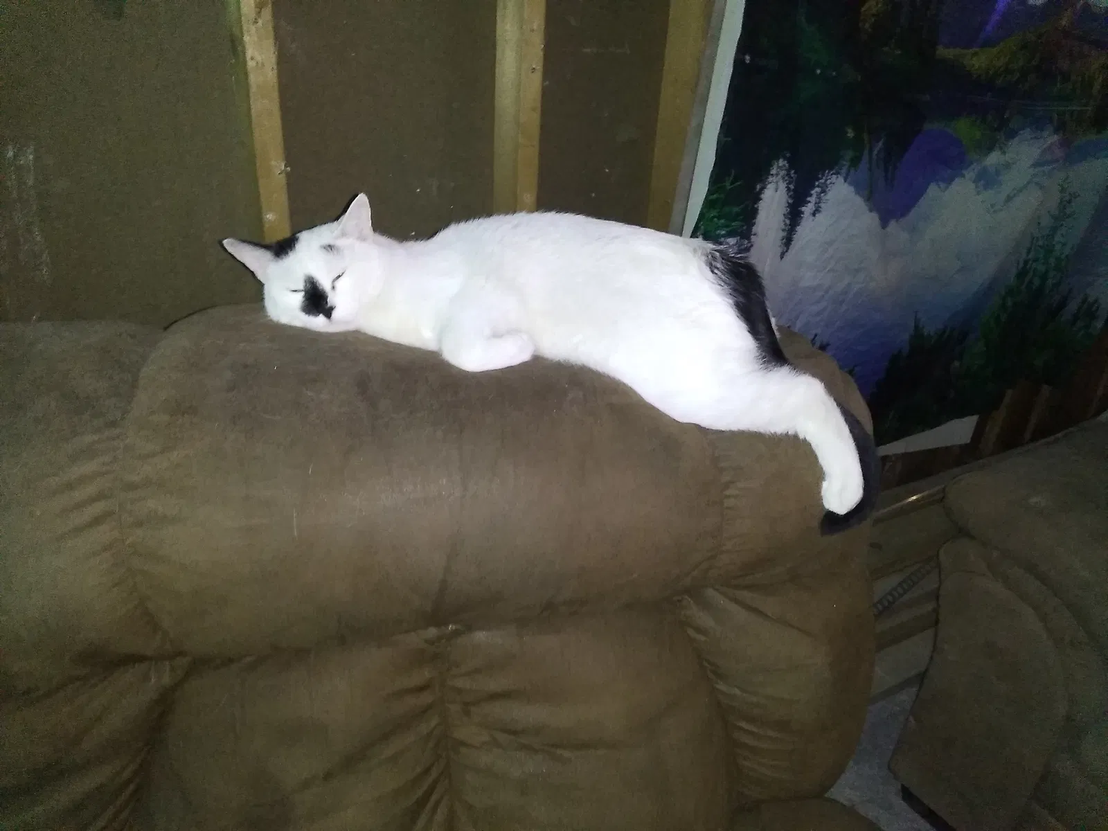 Lost cat in Warren, MI, 48089