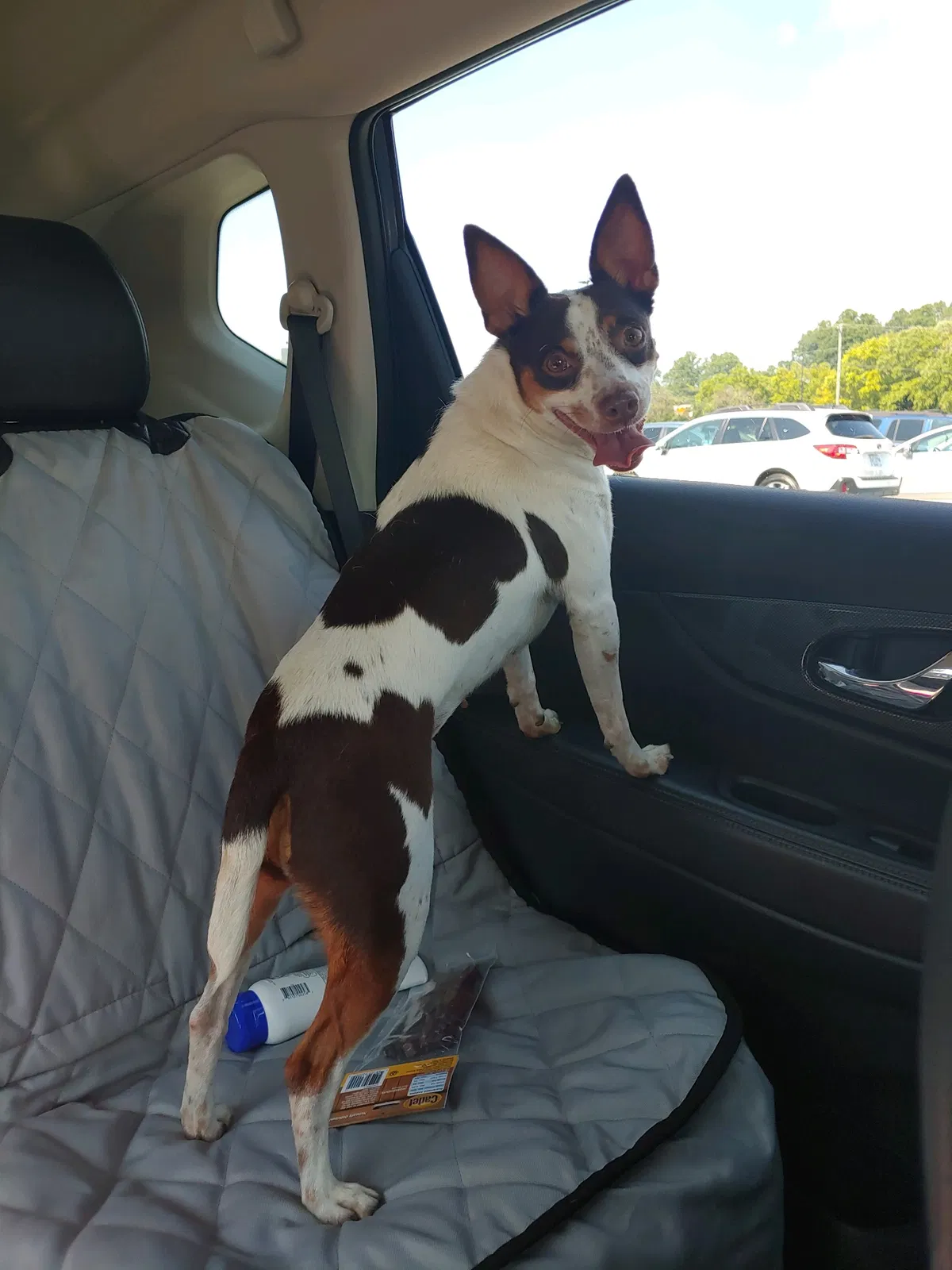 Lost dog in Rocky Mount, VA, 24151