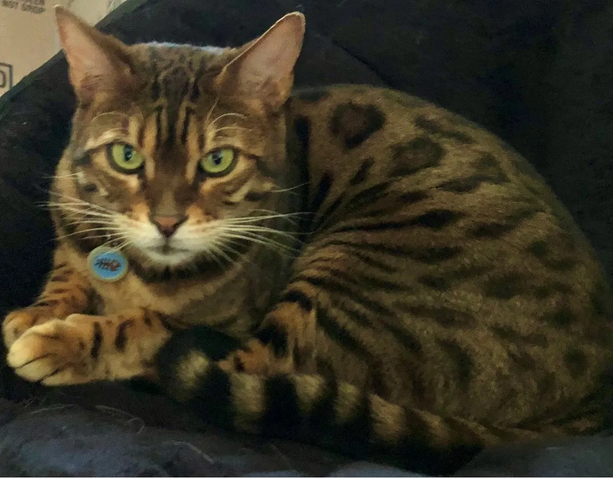 Lost cat in Bismarck, ND, 58504