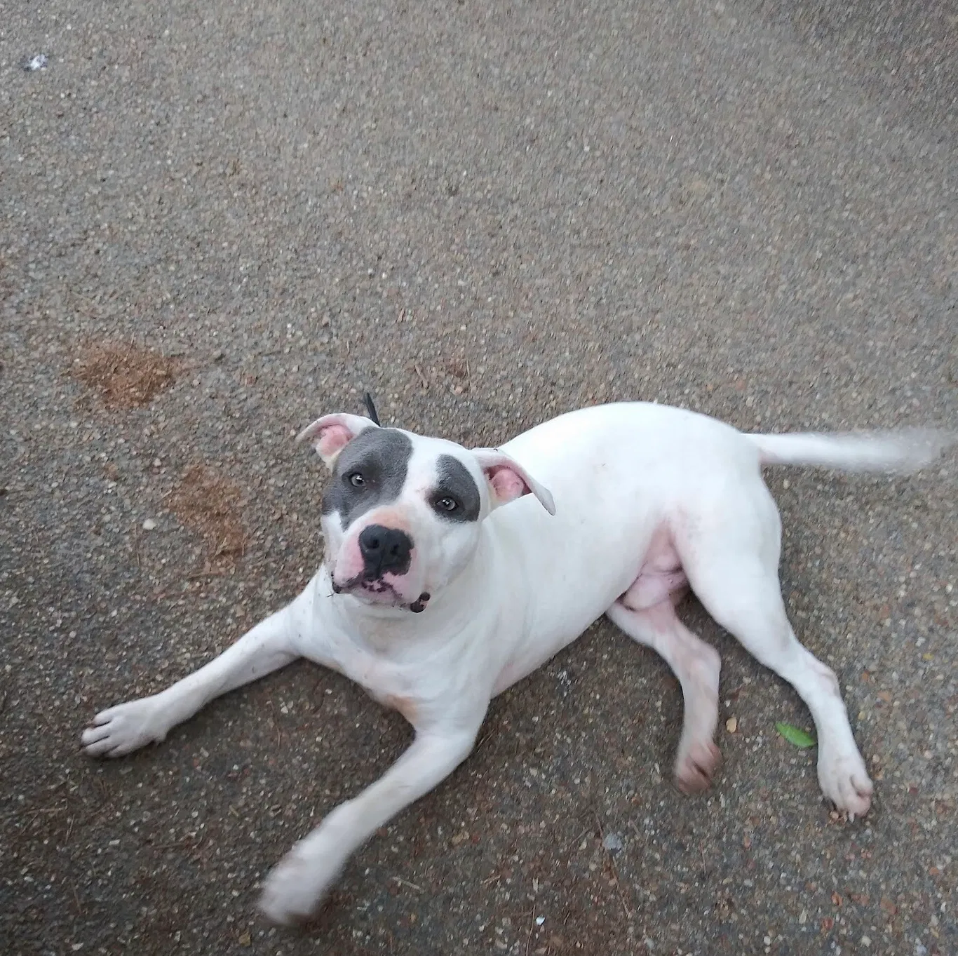 Lost dog in Jackson, MS, 39213
