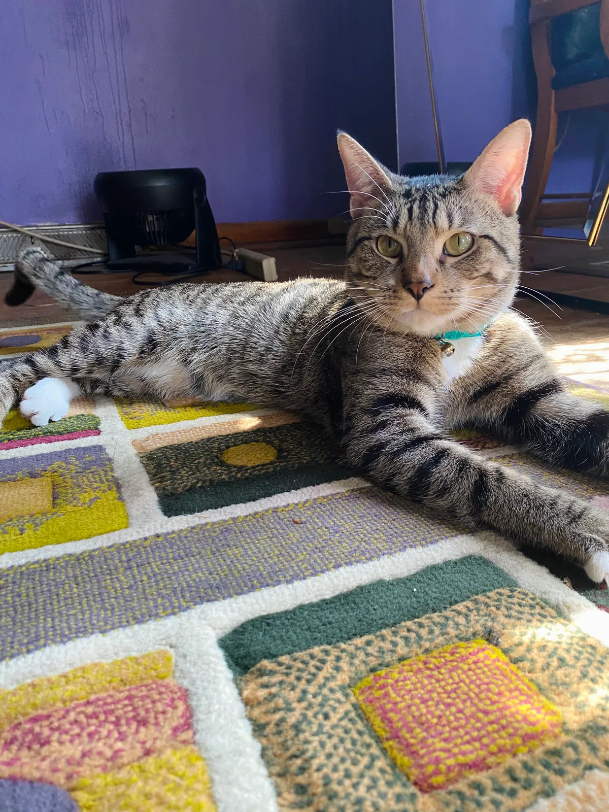 Lost cat in Chicago, IL, 60609