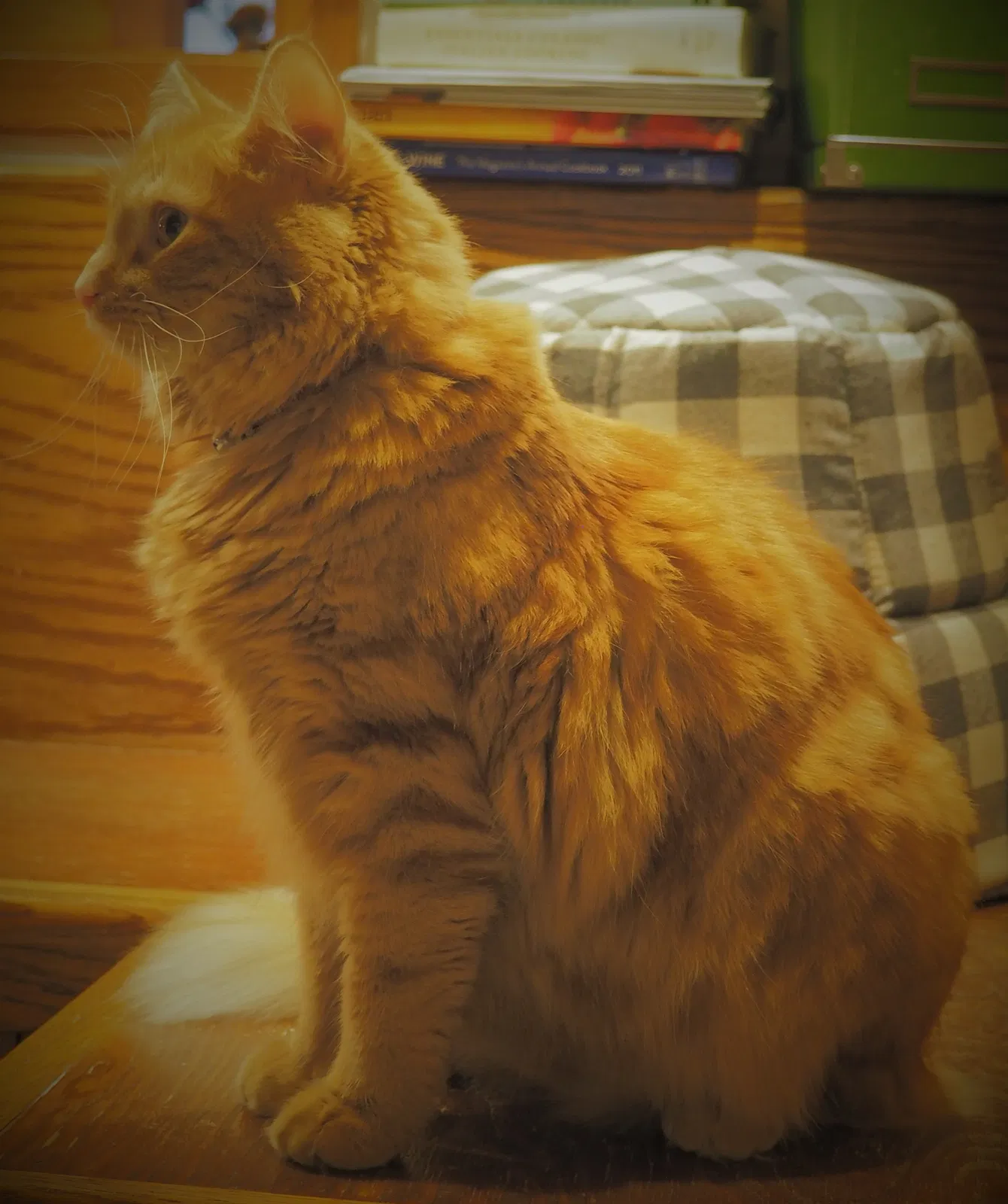 Lost cat in Joliet, IL, 60436