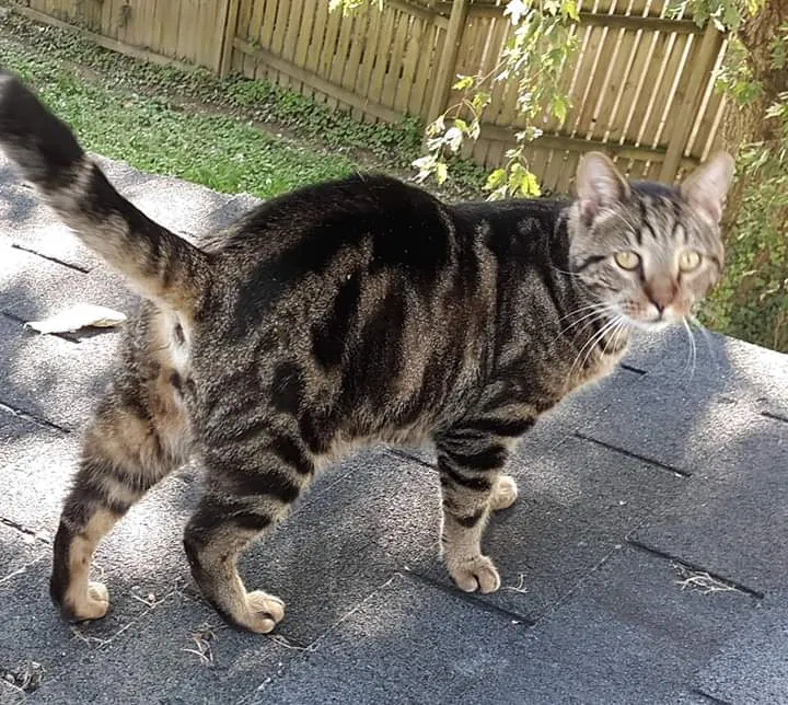Lost cat in Savage, MD, 20763
