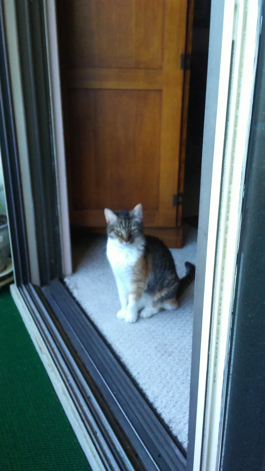 Lost cat in Roanoke, VA, 24018