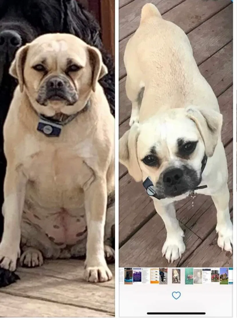 Lost dog in Elkton, MD, 21921