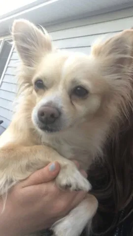 Lost dog in Medford, OR, 97504