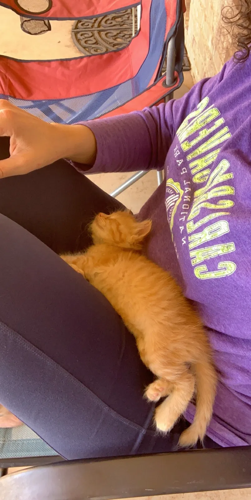 Lost cat in Wolfforth, TX, 79382