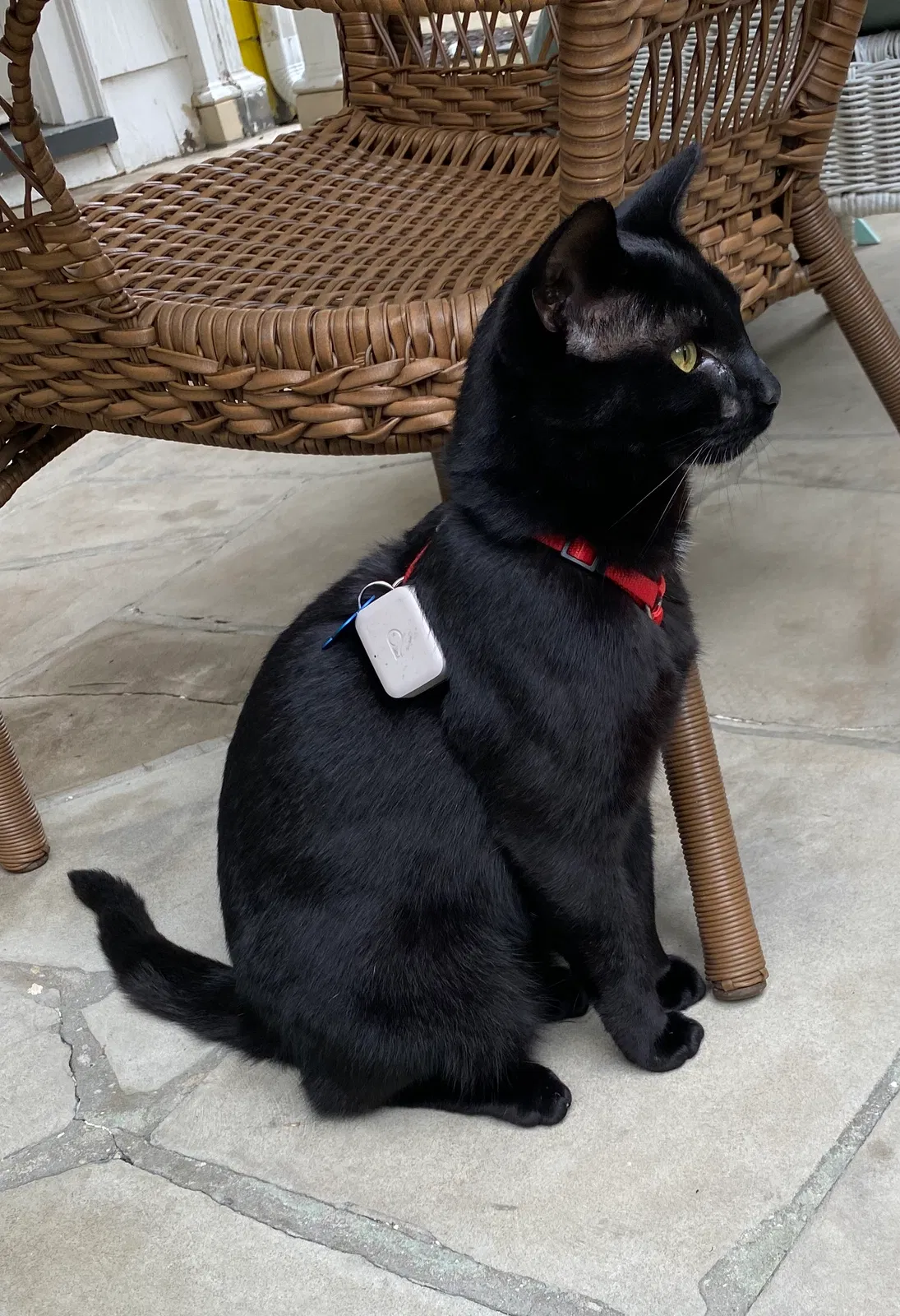 Lost cat in Cleveland, OH, 44121