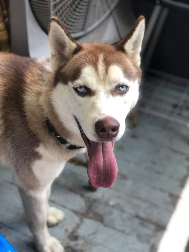 Lost dog in Rochester, NY, 14613