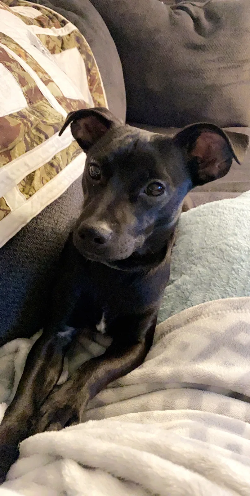 Lost dog in West Monroe, LA, 71292
