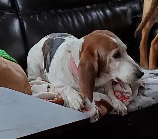 Lost dog in Abilene, TX, 79605
