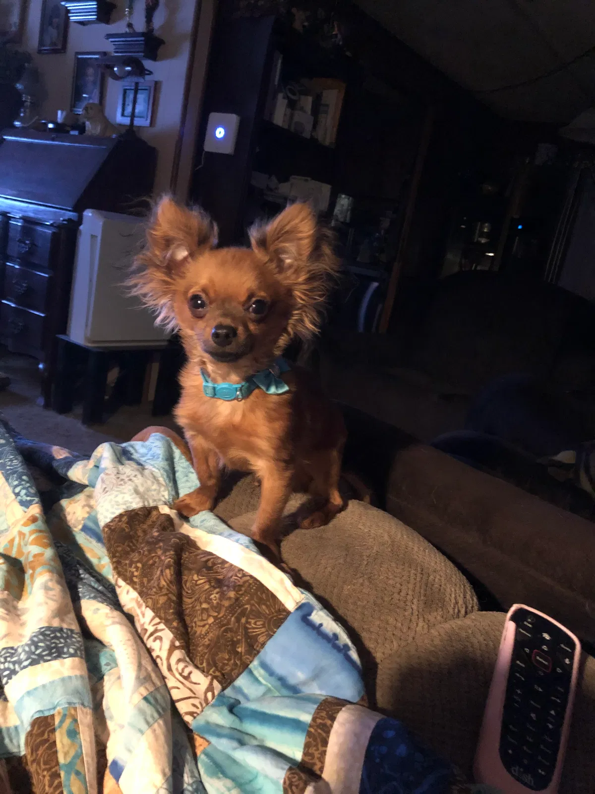 Lost dog in Catoosa, OK, 74015