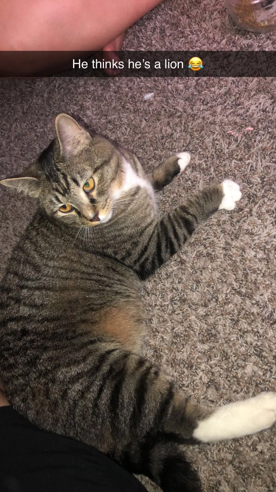 Lost cat in Odessa, TX, 79762