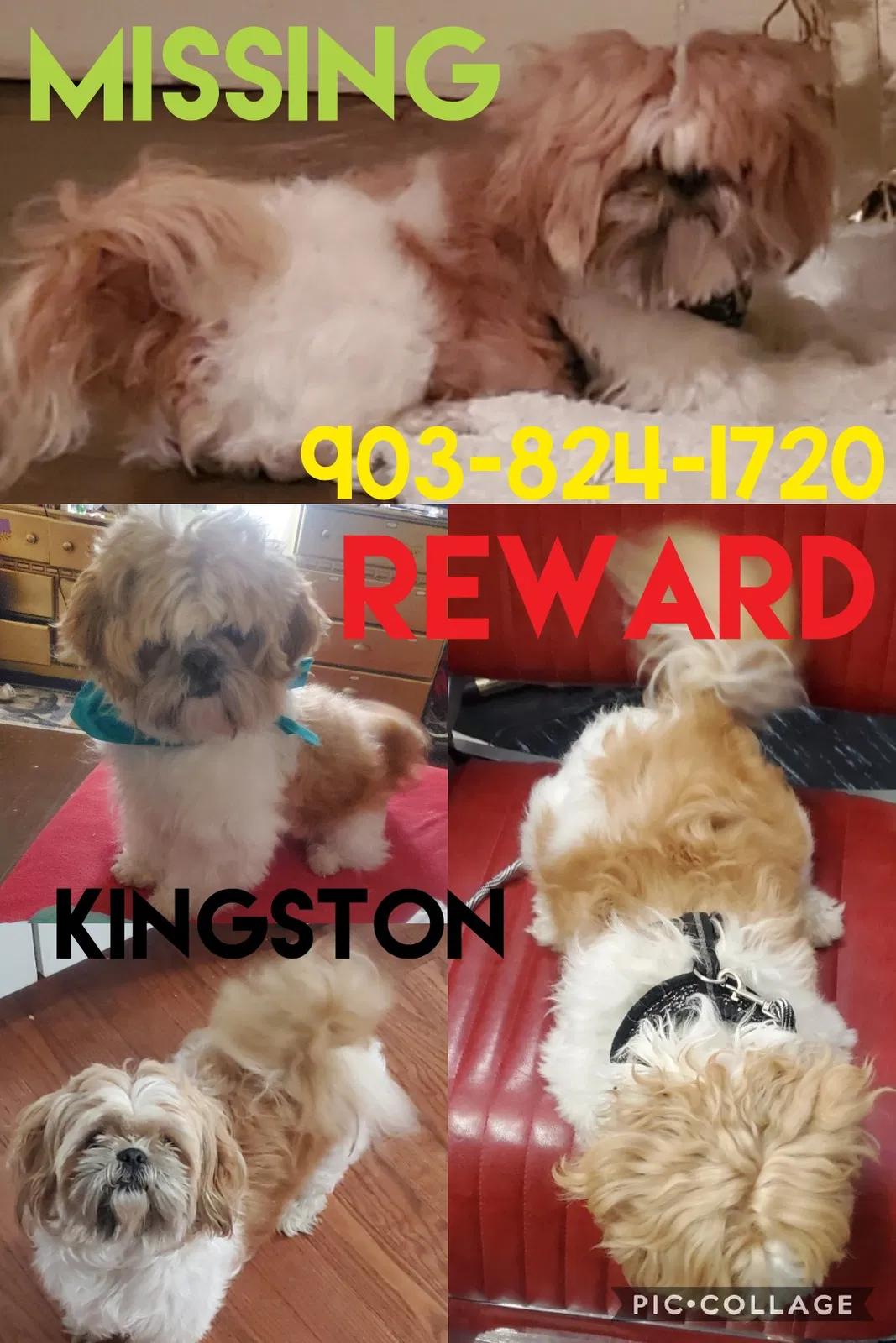 Lost dog in Texarkana, AR, 71854