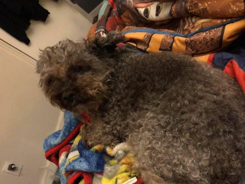 Lost dog in Hodgenville, KY, 42748