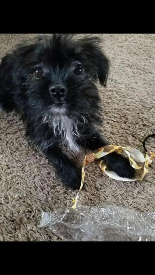 Lost dog in West Monroe, LA, 71292