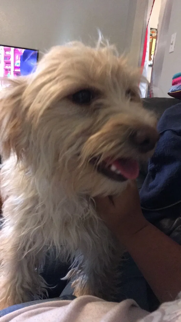 Lost dog in Bakersfield, CA, 93309