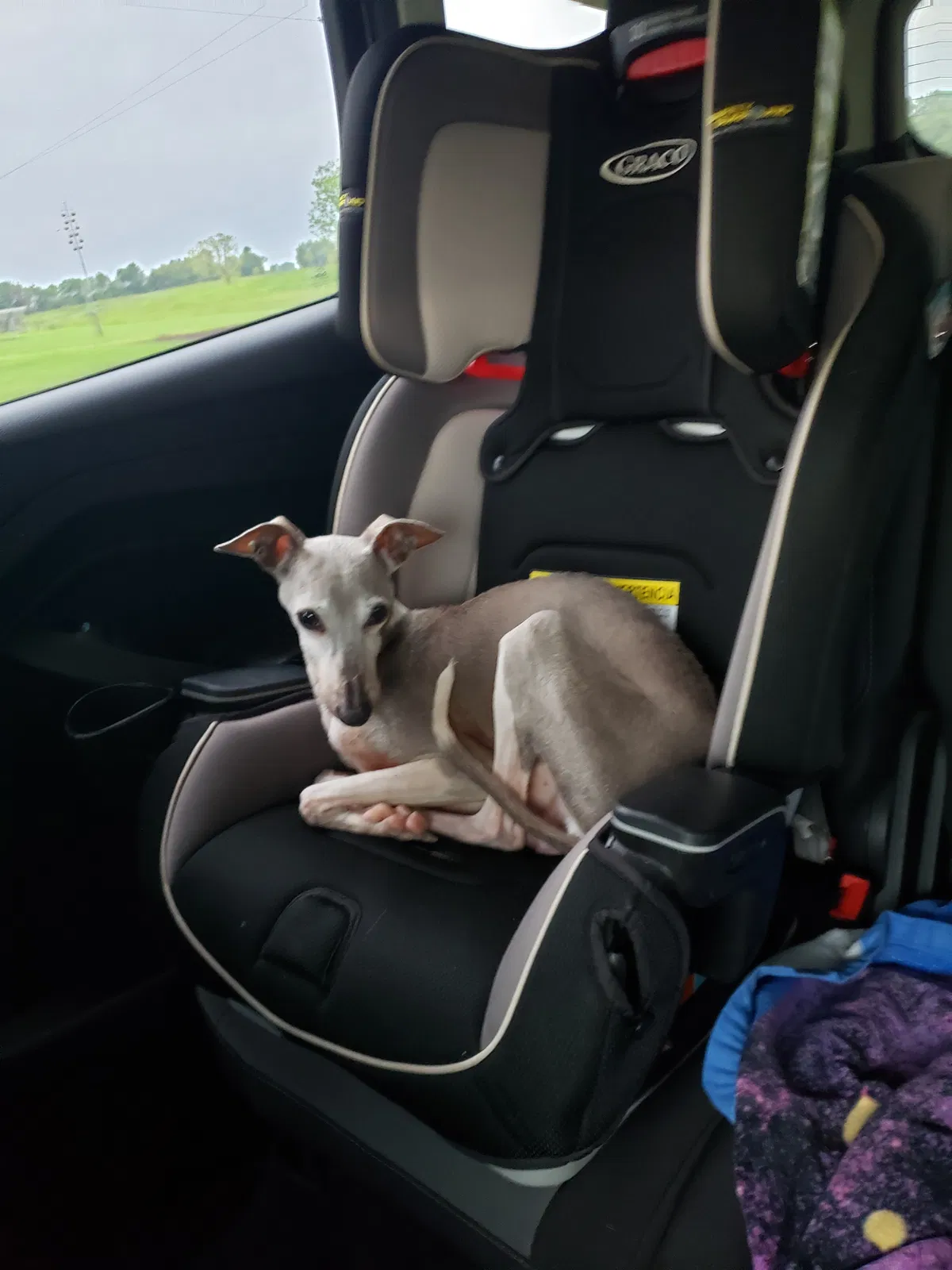Lost dog in Carl Junction, MO, 64834