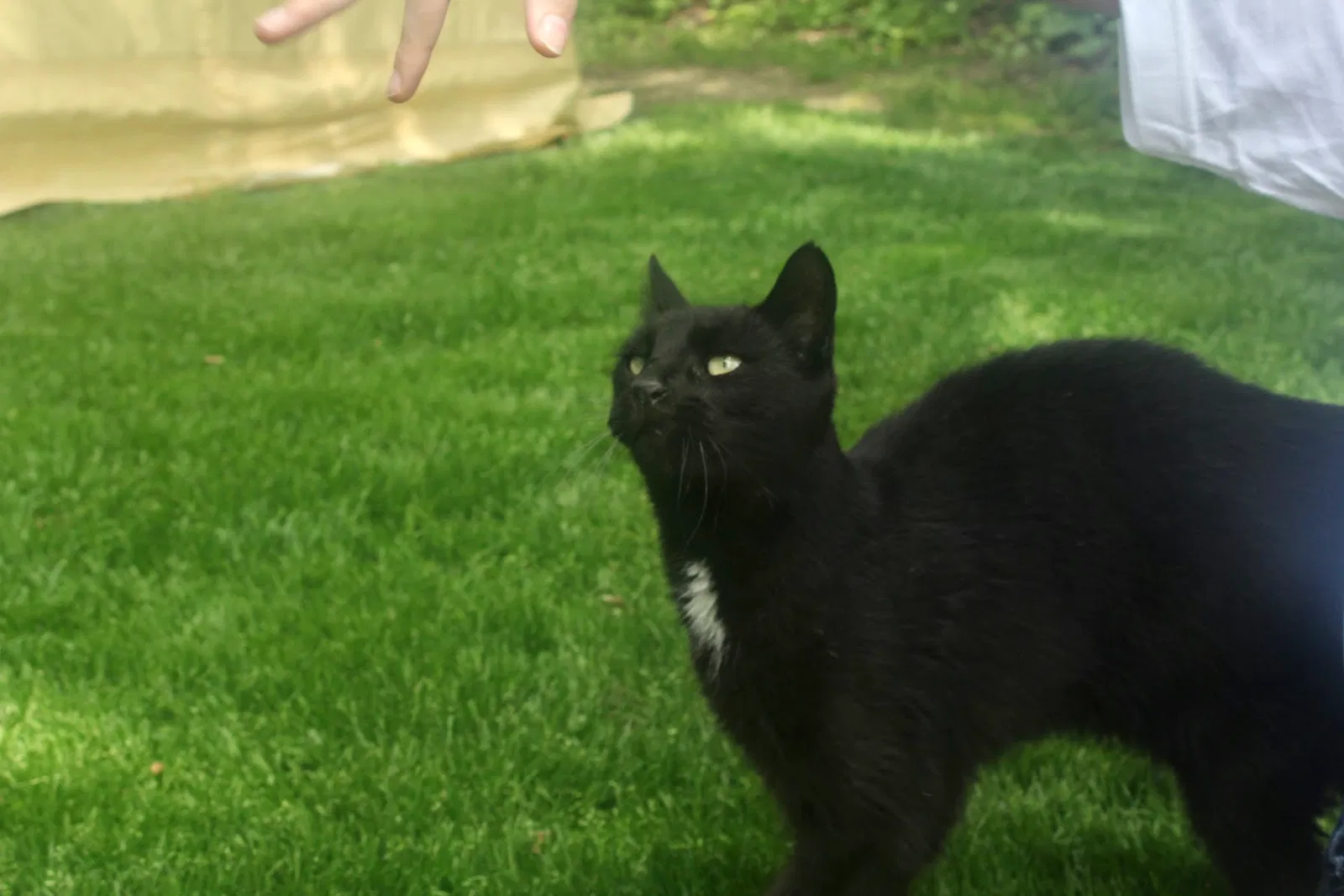 Lost cat in Centereach, NY, 11720
