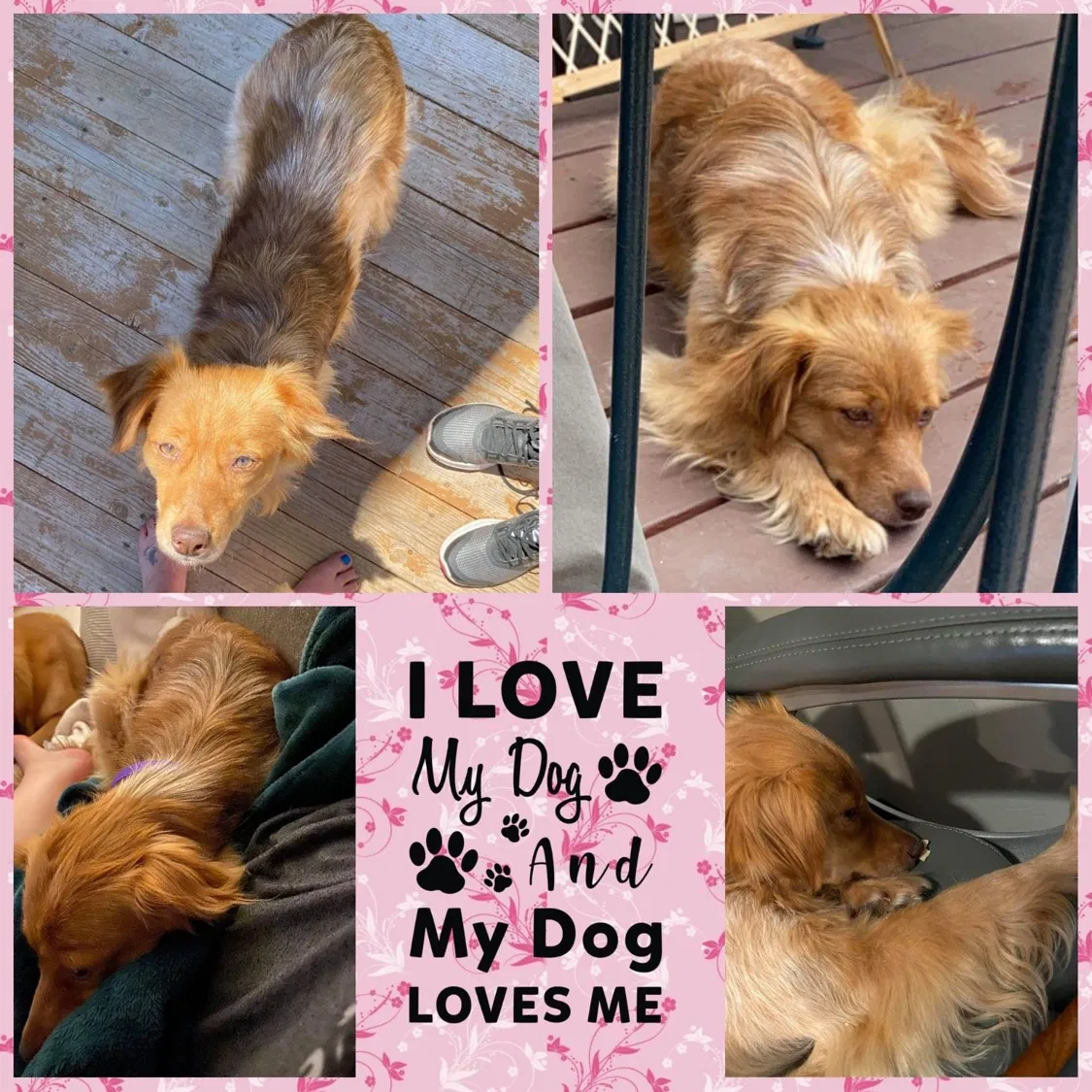Lost dog in Butte, MT, 59701