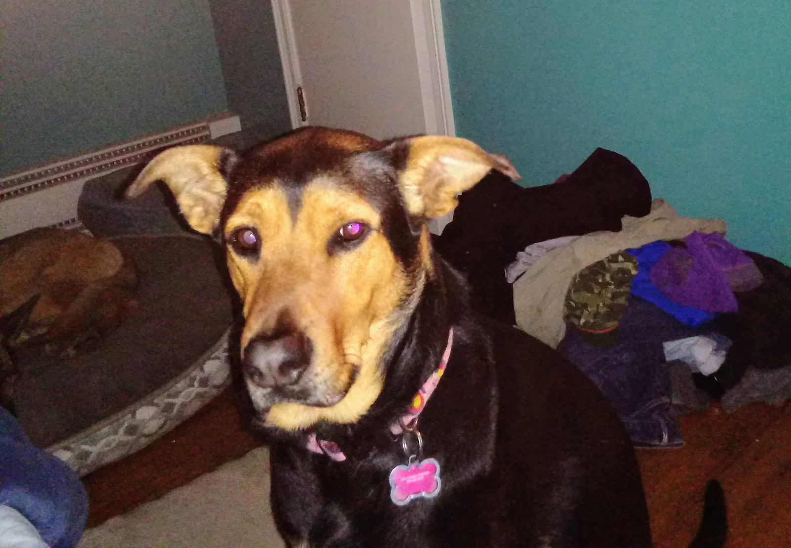 Lost dog in Drury, MO, 65638