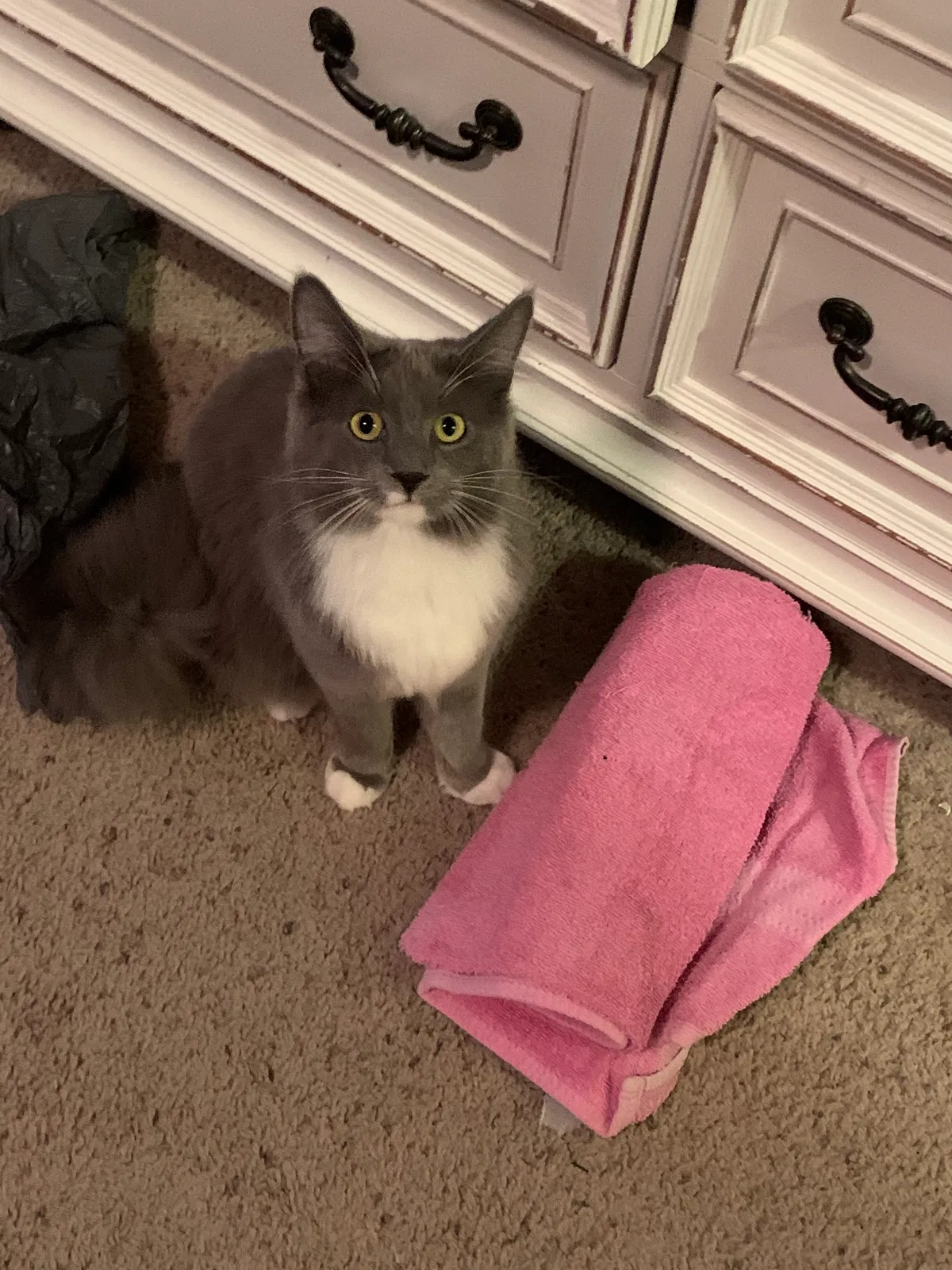 Lost cat in Havelock, NC, 28532