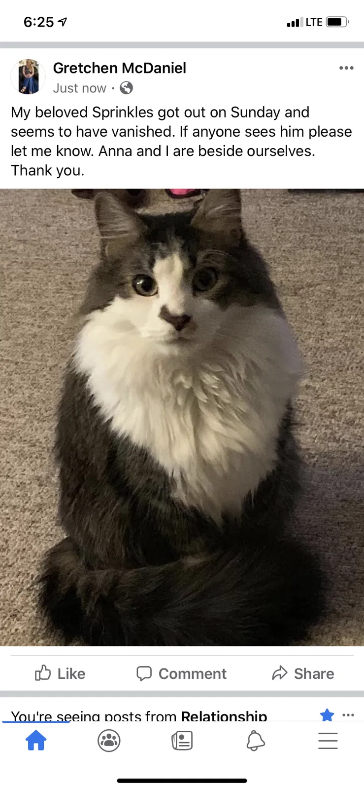 Lost cat in Staunton, VA, 24401