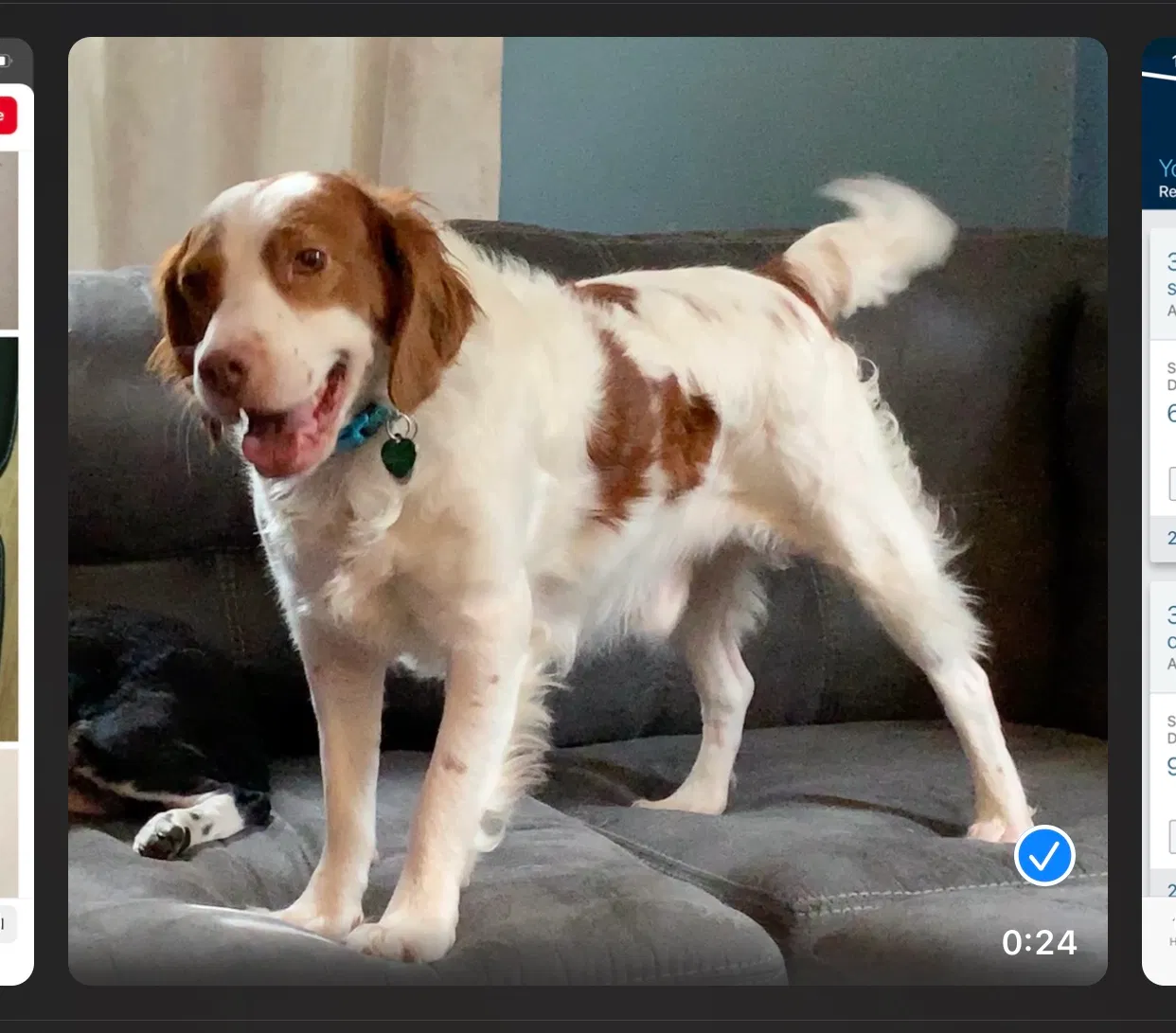 Lost dog in Springfield, IL, 62703