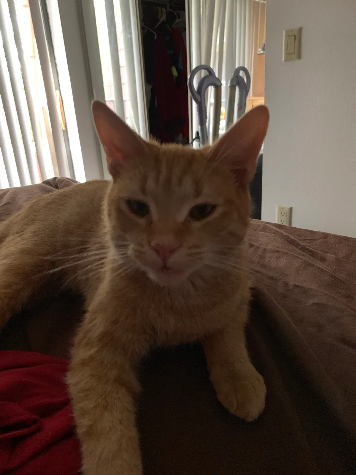 Lost cat in Palm Harbor, FL, 34684