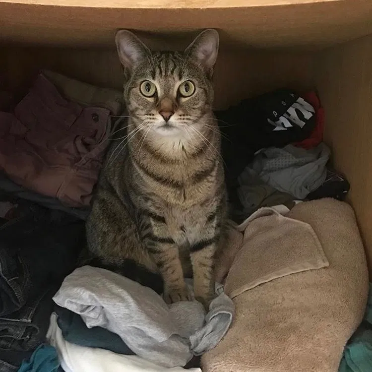 Lost cat in Oviedo, FL, 32765