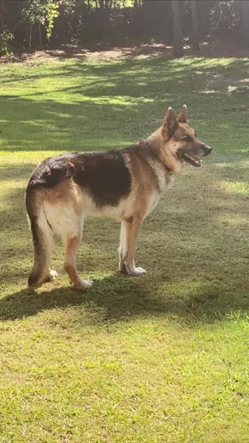 Lost dog in Smiths Station, AL, 36877